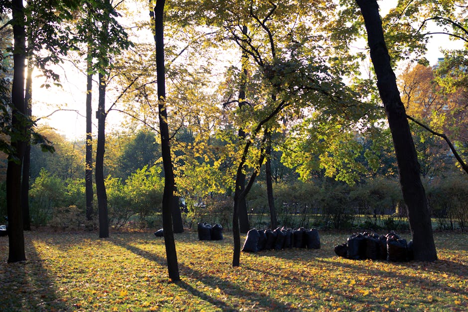 A park scene during late afternoon features several tall, slender trees with dark bark and green foliage, some of which are beginning to turn yellow, indicating early autumn. The ground is covered with fallen leaves, creating a yellow and brown textured carpet. In the background, a line of dense green shrubs and trees is visible, with sunlight filtering through the branches, casting long shadows across the grassy area. In the foreground, there are multiple black garbage bags filled with garden waste, arranged in small groups and leaning against the trees or lying on the ground, suggesting a recent collection or disposal activity. The scene appears calm and natural, with no people present, emphasizing the quiet, outdoor environment typical of a suburban park or garden space. The arrangement and presence of waste bags relate to private or independent waste handling services like those offered by Waste Clearance Enfield, highlighting the context of garden waste clearance in a natural setting.